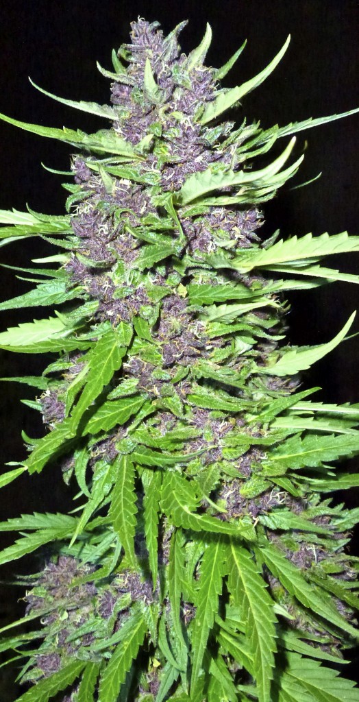 Grow Weed So Purple It's Practically Black | Cannabis Industry Institute