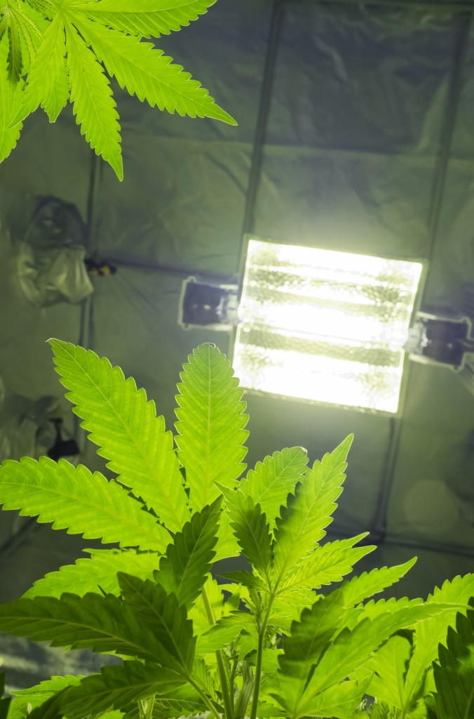 metal-halide-bulbs-workhorses-of-the-industry-cannabis-industry