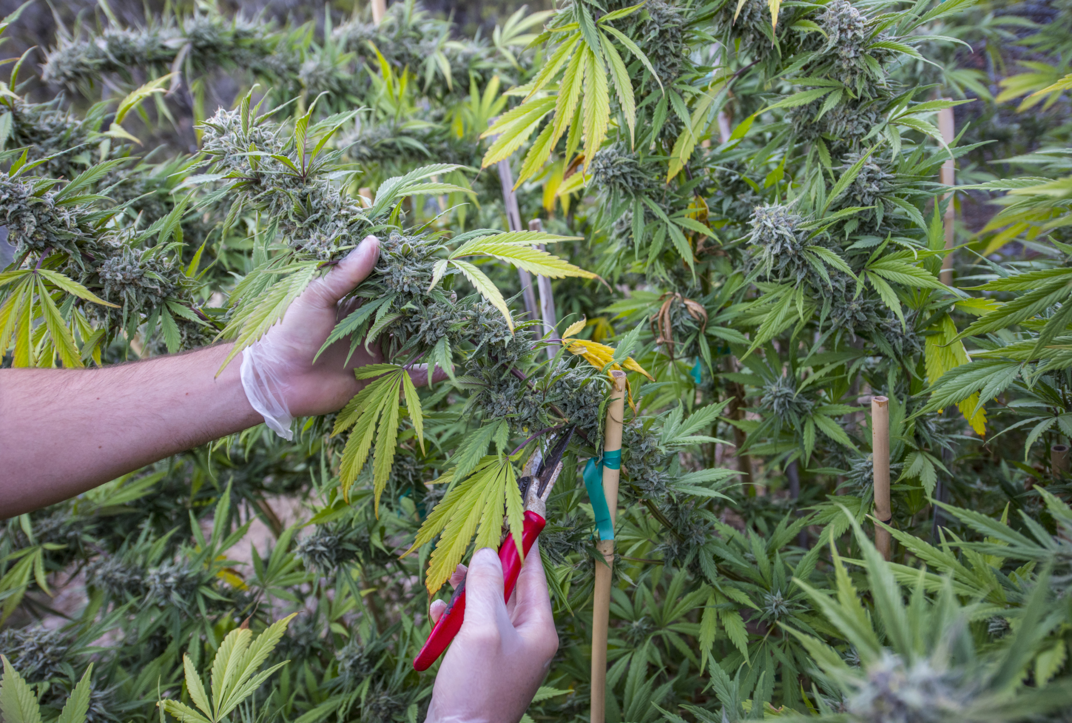Когда сбор урожая марихуаны наркотики улучшающие работу мозга