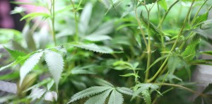 aeroponics cannabis