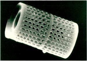 Single Diatom - Photo Courtesy of EnriroTech Soil Solutions, Inc.