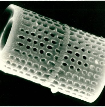 Single Diatom - Photo Courtesy of EnriroTech Soil Solutions, Inc.